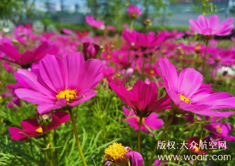 云端寄语逐梦少年 新海航天津航空暖心守护蓝天理想 